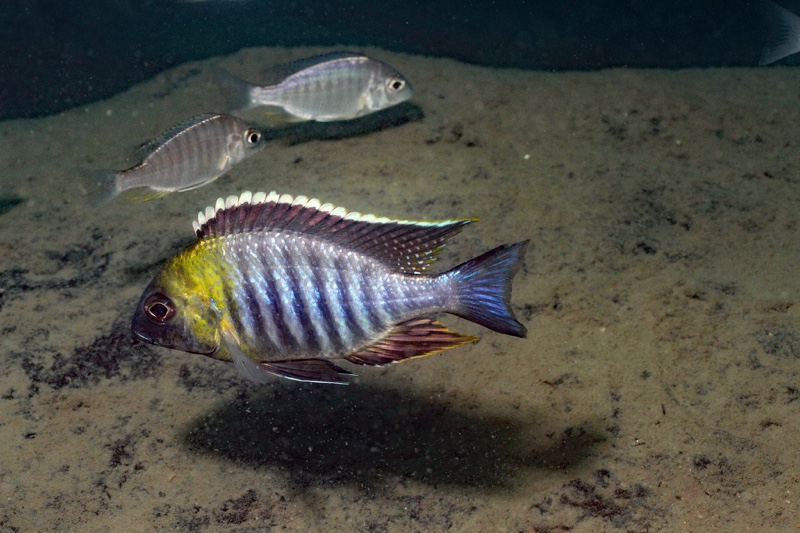 Lethrinops sp. 'micrentodon makokola' Makokola Reef